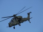 mangusta mangusta