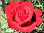 Rosa Rossa Rosa Rossa