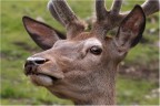 cerbiatto cerbiatto