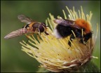 Fiore..affollato Fiore..affollato