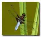 libellula depressa 2