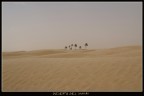 Oasi nel deserto Oasi nel deserto
