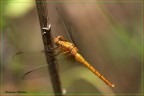 Libellula gialla