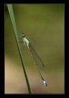 damigella verde damigella verde