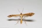 Cnaemidophorus sp. Cnaemidophorus sp.