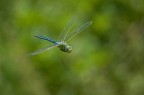 Libellula al volo Libellula al volo