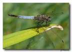 Libellula 2 Libellula 2