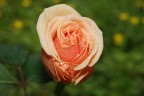 macro Rosa macro Rosa