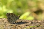 Lassiommata megera Lassiommata megera