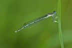 platycnemis pennipes platycnemis pennipes