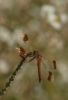 Libelluccica Libelluccica
