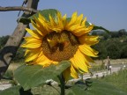 Girasole