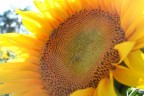 Girasole