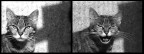 espressioni feline espressioni feline