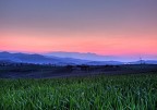 Il grano del mio papà Il grano del mio papà