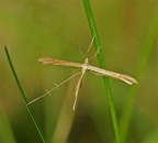 la ginnasta la ginnasta