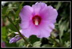 fiore