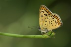 licenide orizzontale licenide orizzontale