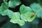 Leafhopper Leafhopper