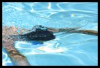 Un tuffo in piscina Un tuffo in piscina