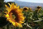 Girasole