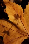 Ombra Ombra