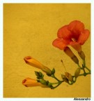 Pittura floreale

Ciao Ale :)