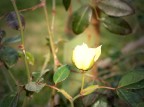 sempre Kodak DX4530 e PhotoImpact... esperimenti di fotoritocco, se vogliamo chiamarlo cos�...