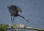 Egretta Gularis Egretta Gularis