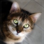 CORA CORA