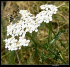 Il mio primo insetto