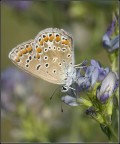 Butterfly 2 Butterfly 2