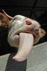 french kiss french kiss