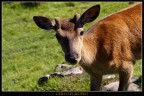 Cerbiatto Cerbiatto