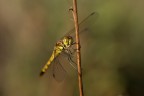 Libellula su stelo Libellula su stelo