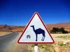 Camel Camel