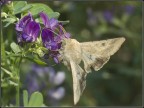 Una succhiata e via Una succhiata e via