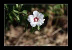 Hibiscus bianco