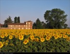 Girasoli Girasoli