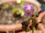 Fiore Drosera Fiore Drosera