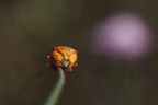 Nuvola Viola Nuvola Viola