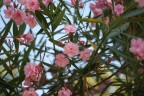 Fiori rosa Fiori rosa