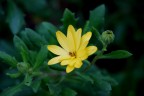 Giallo Giallo