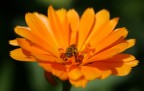 orange orange