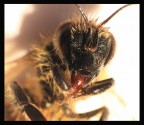 big BEE! big BEE!