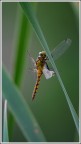 libellula libellula