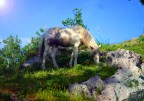 horse horse