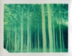Trees Trees