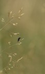 Pensatore solitario Pensatore solitario