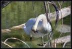 cigno cigno